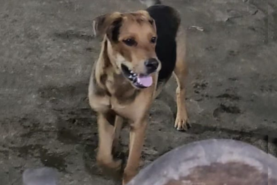 PROCURA-SE: Cachorro desaparecido no Bairro Igarapé