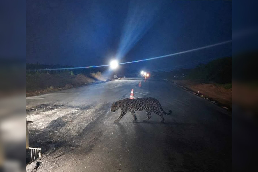 SÍMBOLO DA AMAZÔNIA: Onça-pintada é vista em trecho de obras na BR-364, em Rondônia