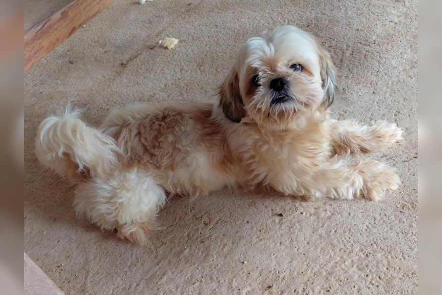 FLOQUINHO: Cachorro some no bairro Lagoinha em PVH