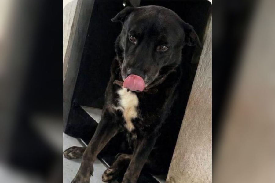 DESAPARECIDO:  Cachorro Scott desaparece em Porto Velho