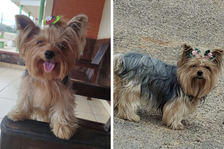 ‘COMPANHEIRA PELUDA’: Tutora procura por yorkshire ‘Nina’ roubada no bairro Aeroclube