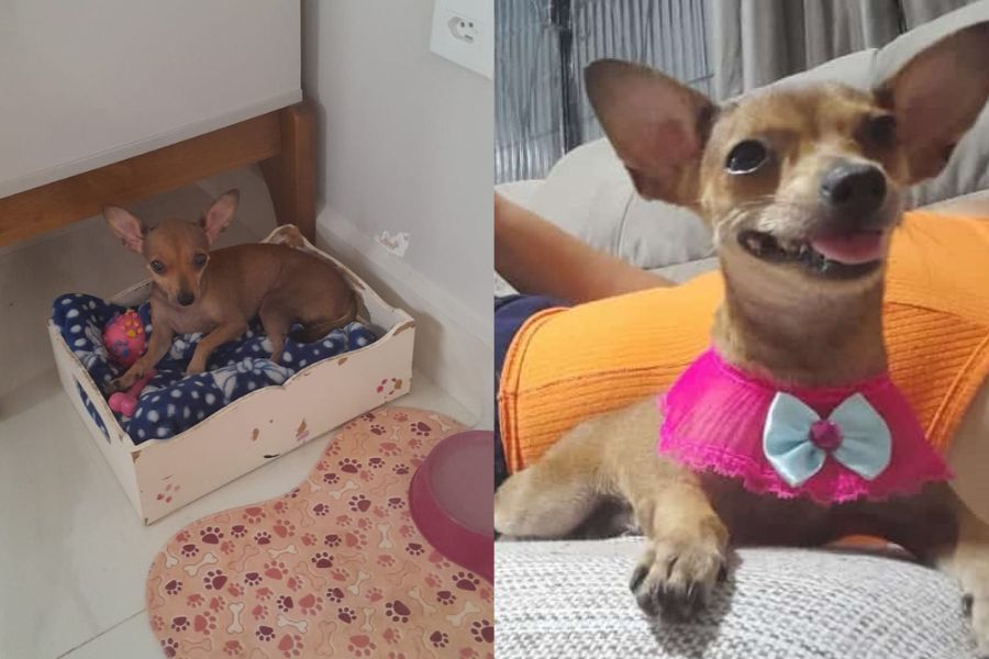 FINAL FELIZ: Após reportagem, pinscher ‘Meg’ foi encontrada