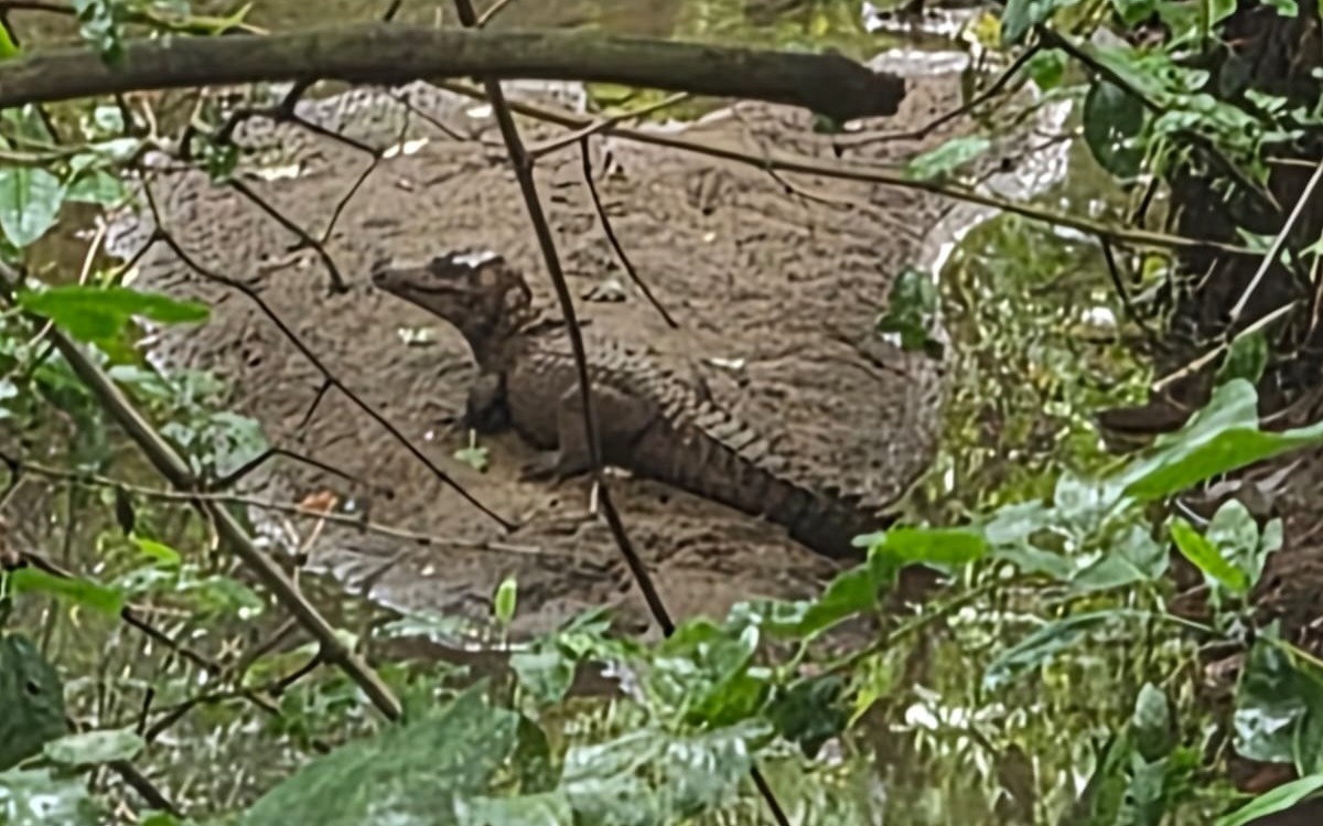 CENAS DA CIDADE: Filhote de jacaré é avistado em condomínio de Porto Velho