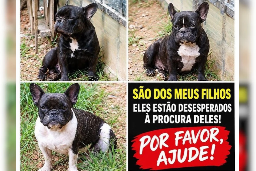 PROCURA-SE:  Tutor procura três bulldogs franceses desaparecidos em PVH 