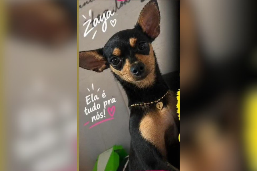 RECOMPENSA: Tutores oferecem R$ 500 por pinscher que desapareceu em PVH 