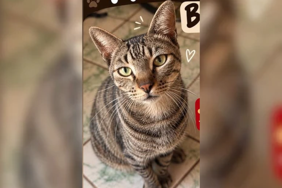 RECOMPENSA: Tutor busca por gato desaparecido no Cuniã em PVH