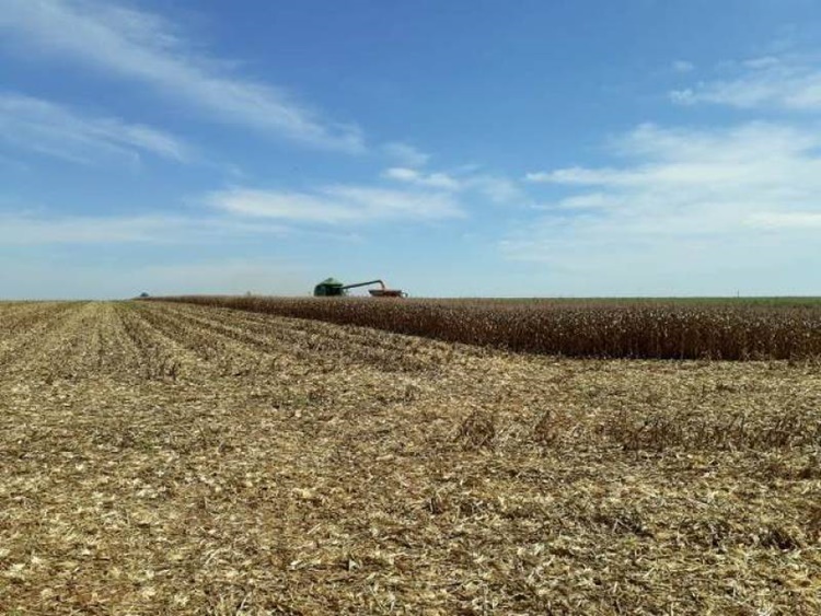 CEREJEIRAS: Produtores rurais esperam queda na produtividade do milho na região