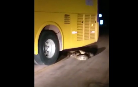 CRIME AMBIENTAL: Vídeo mostra ônibus da Viação Ipê esmagando cobra em rodovia