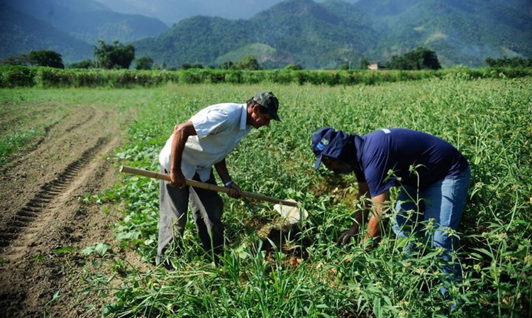 AGROPECUÁRIA: Aplicação do crédito rural ultrapassa R$ 271 bilhões em 2020/2021