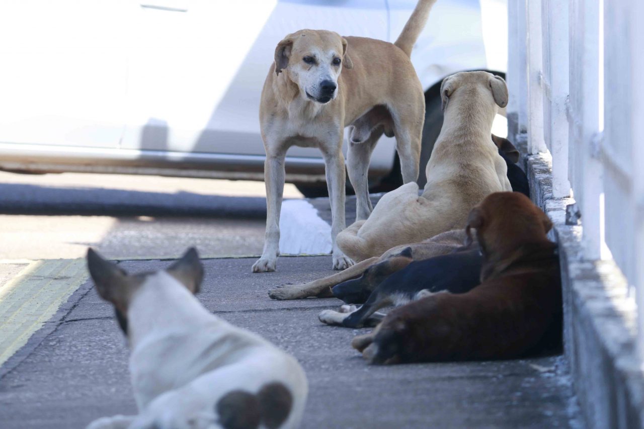 PROTEÇÃO: Em RO é Lei estabelecimentos comunicarem maus tratos aos animais