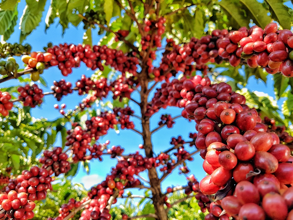 AMAZÔNIA: Programa reúne pesquisa e setor produtivo no melhoramento de café