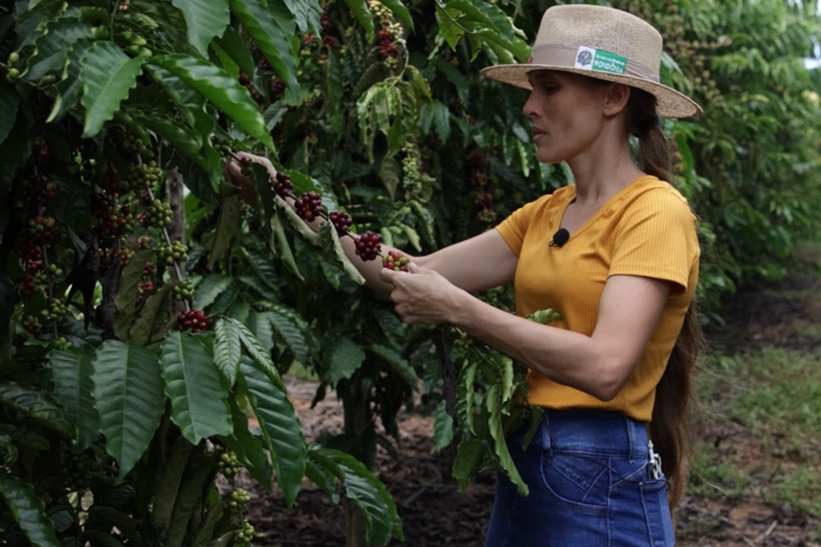 QUALIDADE: Produtoras de café de RO estão entre as finalistas em concurso nacional