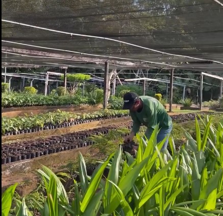 MEIO AMBIENTE: Viveiro Municipal realiza doação de mudas para incentivar arborização