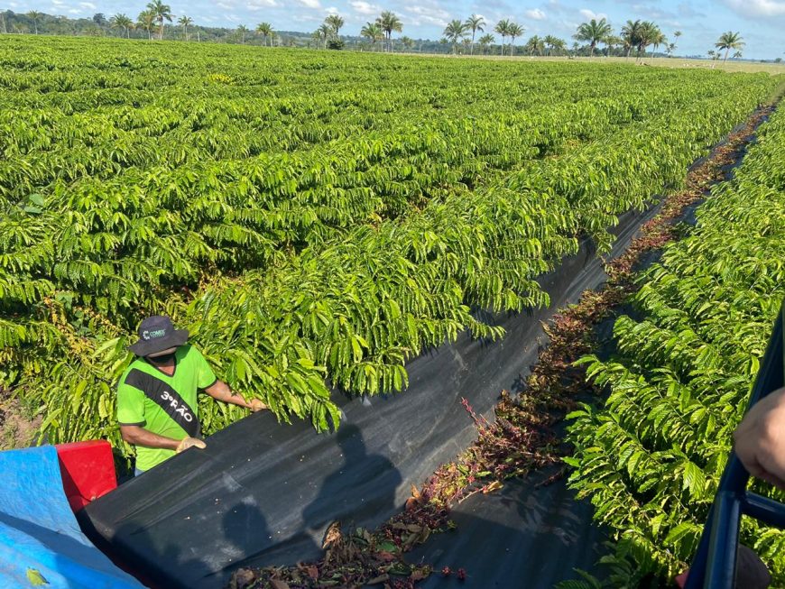 ANUÁRIO: Governo lança Revista Agro com informações de produtos agrícolas 