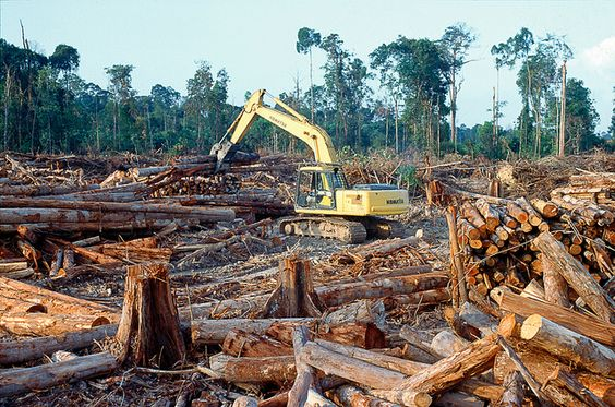 CRIMES NA AMAZÔNIA: Incêndios e infrações ambientais crescem 143% em RO entre 2018 e 2022