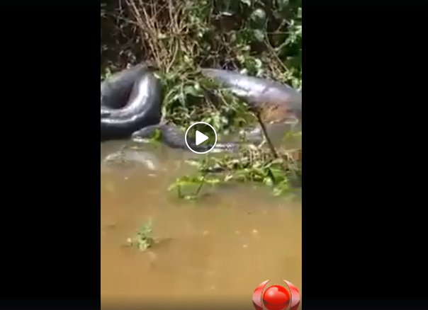 VÍDEO: Cobra gigante é flagrada tomando sol às margens de rio