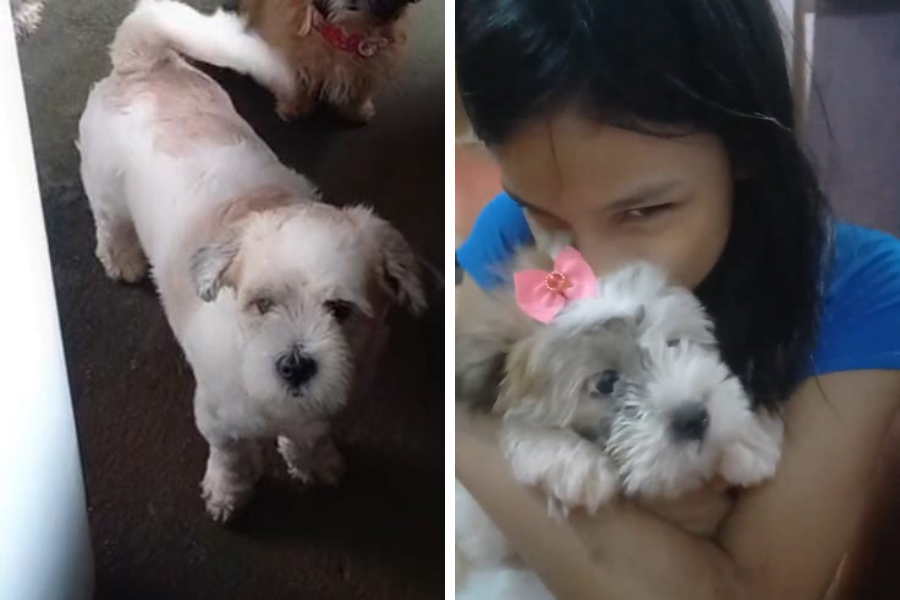 INCONSOLÁVEL: Menina autista procura por shih-tzu desaparecido na capital