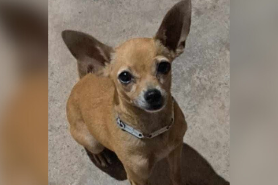 PROCURA-SE: Tutora busca por Cãozinho desaparecido no Mariana em PVH