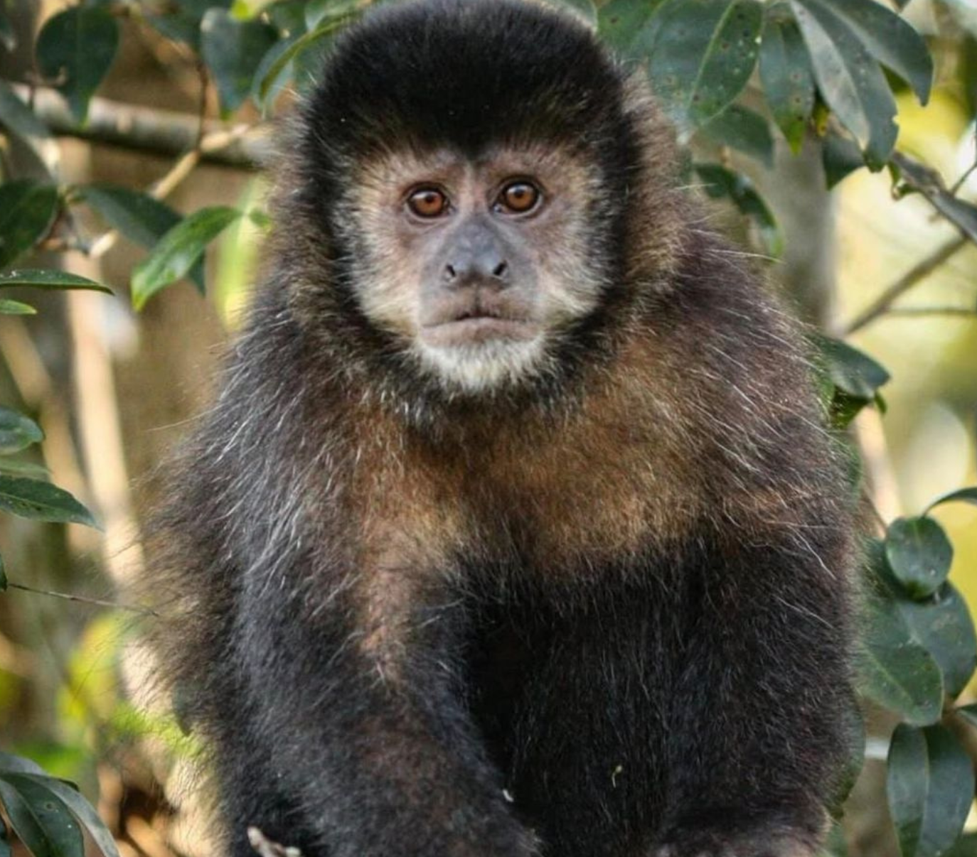 MEIO AMBIENTE: Após dois anos, macacos retornam ao Parque Natural como sinal de vida da floresta