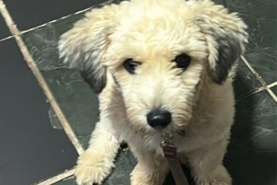 LUNA: Cadelinha desaparece no bairro Esperança da Comunidade, em PVH