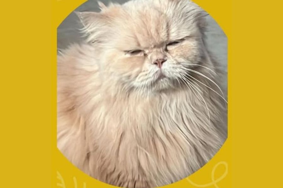 KIM: Gato da raça Persa desaparece na zona Sul de Porto Velho 