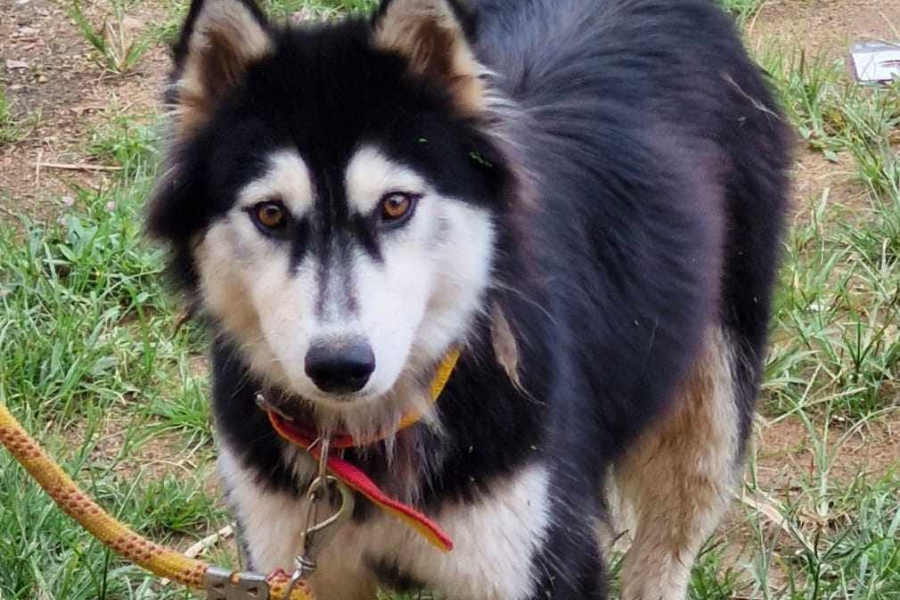 É SEU?: Leitor busca por tutor de husky siberiano em Porto Velho