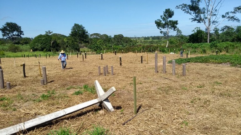 DEMONSTRAÇÃO: Emater vai apresentar seis variedades de capim durante a 8ª Rondônia Rural Show