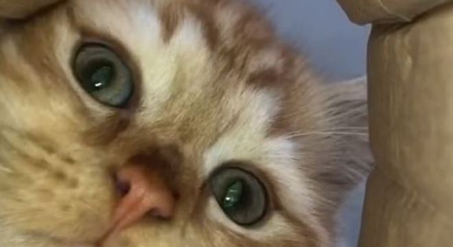 ASSISTA: Vídeo de gato aprontando passa de 150 mi de visualizações no TikTok