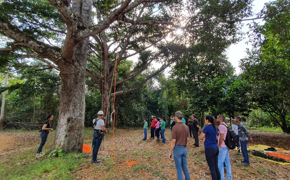 REGIÃO AMAZÔNICA : Embrapa capacita profissionais para restauração florestal