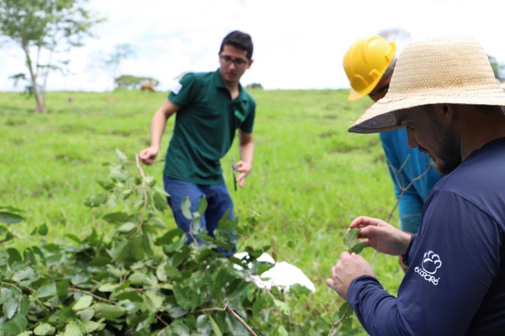 VEGETAÇÃO: Estoques de carbono em áreas em recuperadas pela agricultura familiar