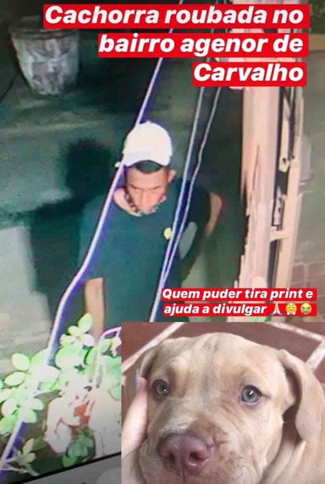 CONFIRA: Vídeo mostra ladrão furtando cachorrinha por cima de portão