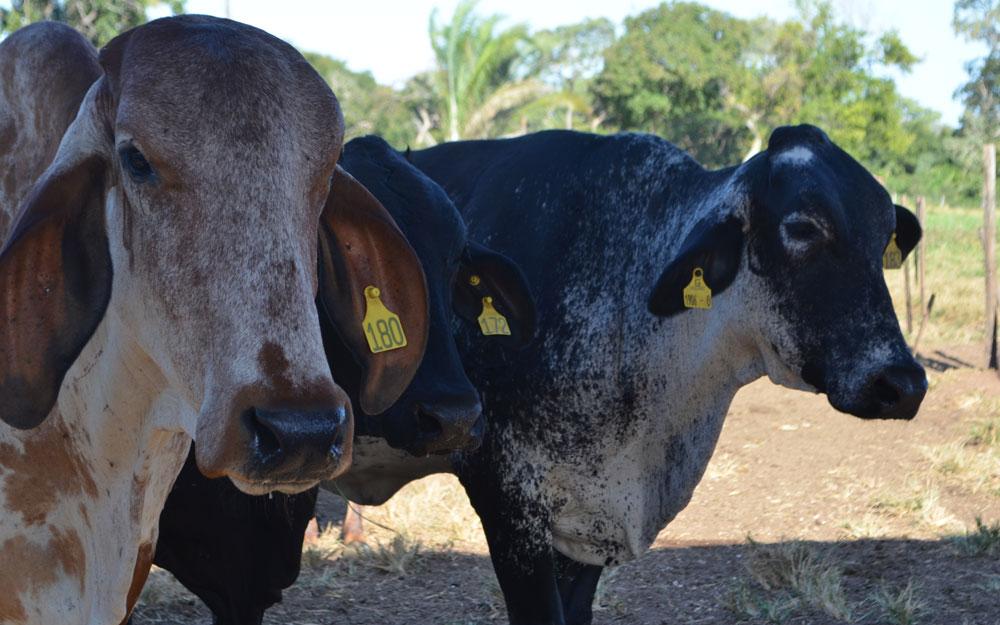 BOVINOCULTURA LEITEIRA: Fertilização in vitro vai impulsionar produção leiteira no Cone Sul de RO