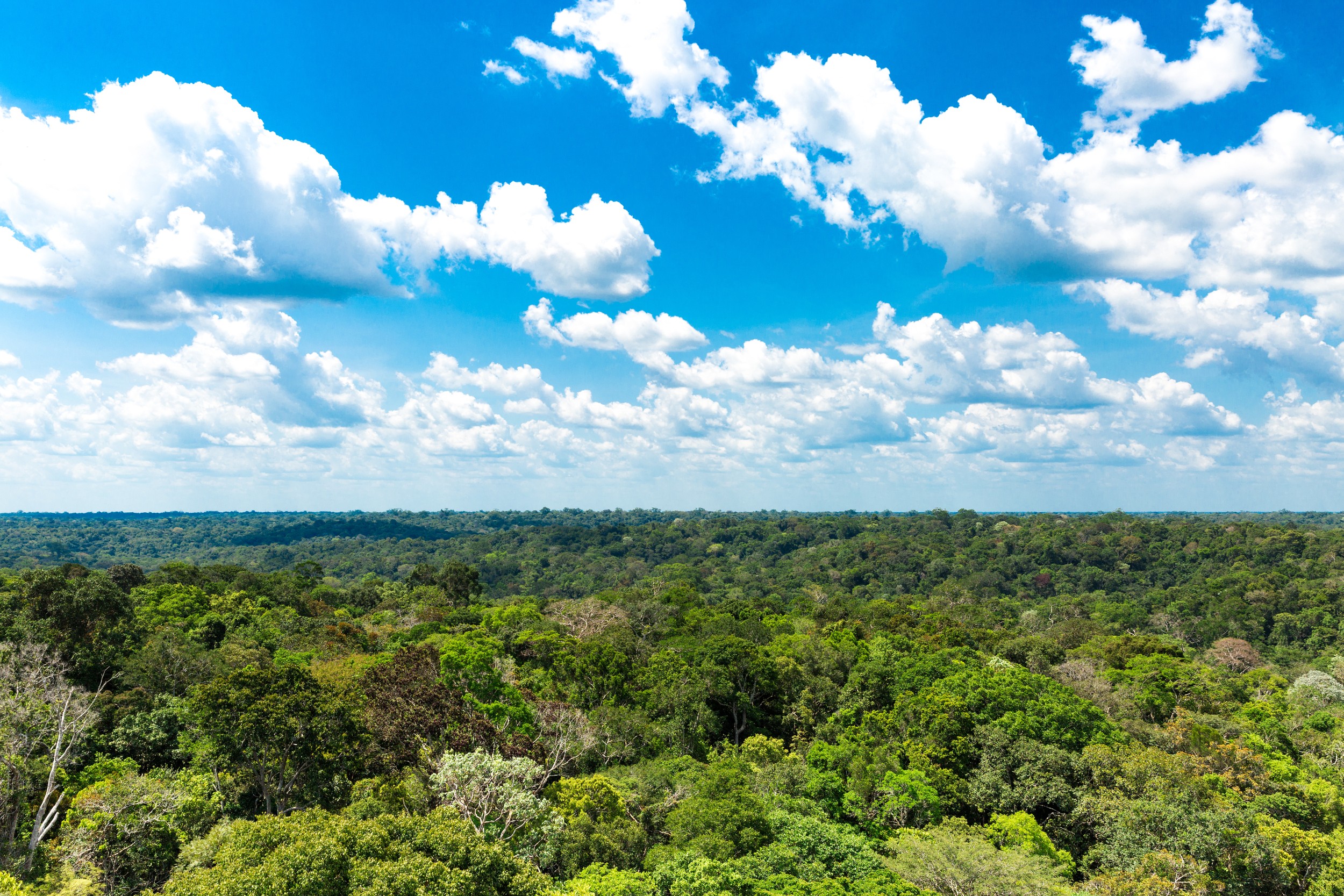 JOANA D’ARC: Localidade deve participar de projeto que paga para conservar a Amazônia