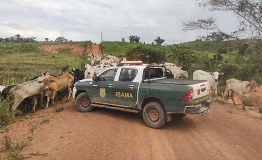 OPERAÇÃO RETOMADA: Ibama apreende gado em áreas embargadas no Amazonas, Acre e Pará