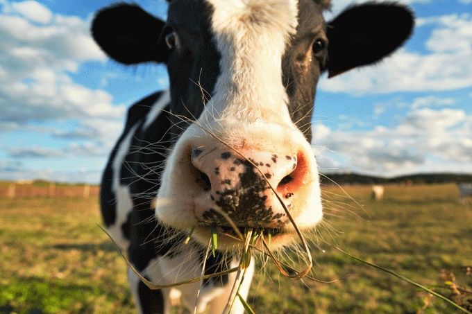 MUDANÇAS: Fazenda experimenta vacas com baixa emissão de carbono em prol do planeta