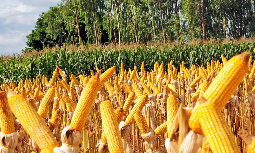 PRODUÇÃO: Milho se torna estrela do agronegócio na região de Cerejeiras