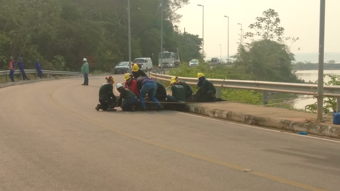 VÍDEO: Jacaré é encontrado em usina de Porto Velho e assusta funcionários