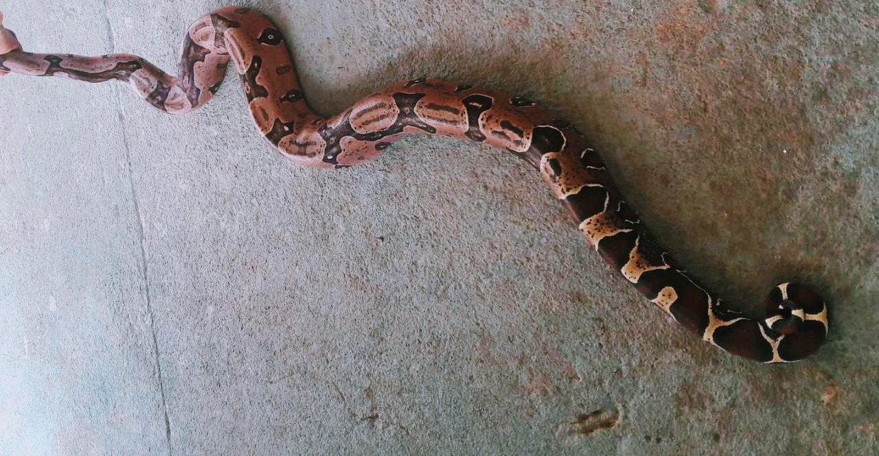 JIBÓIA: Cobra é encontrada sendo apedrejada por crianças em campo de futebol