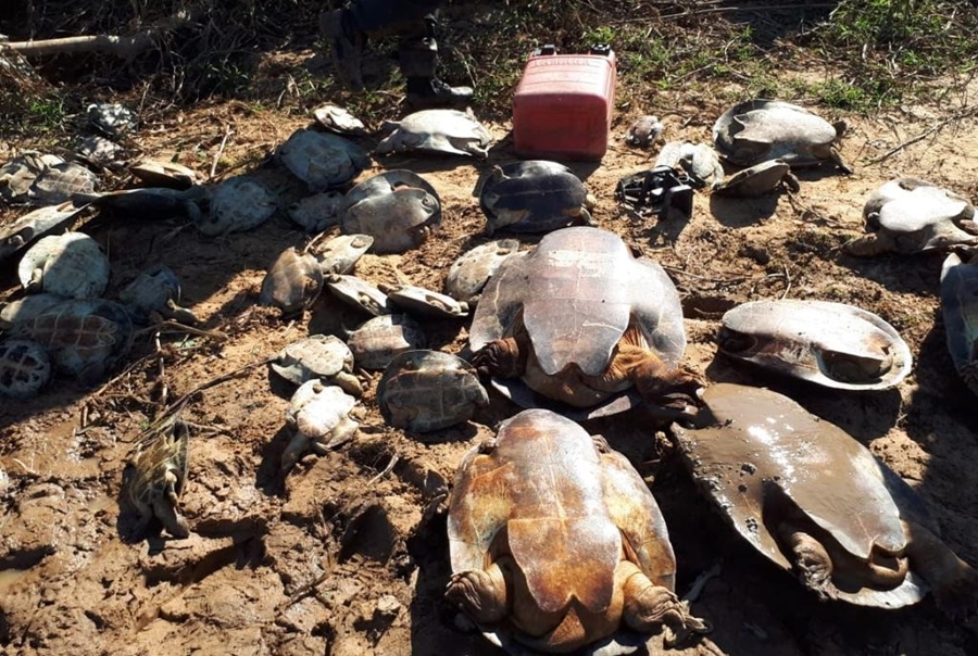 NATUREZA: Pesca e caça ilegais aumentam devido a seca nos rios amazônicos