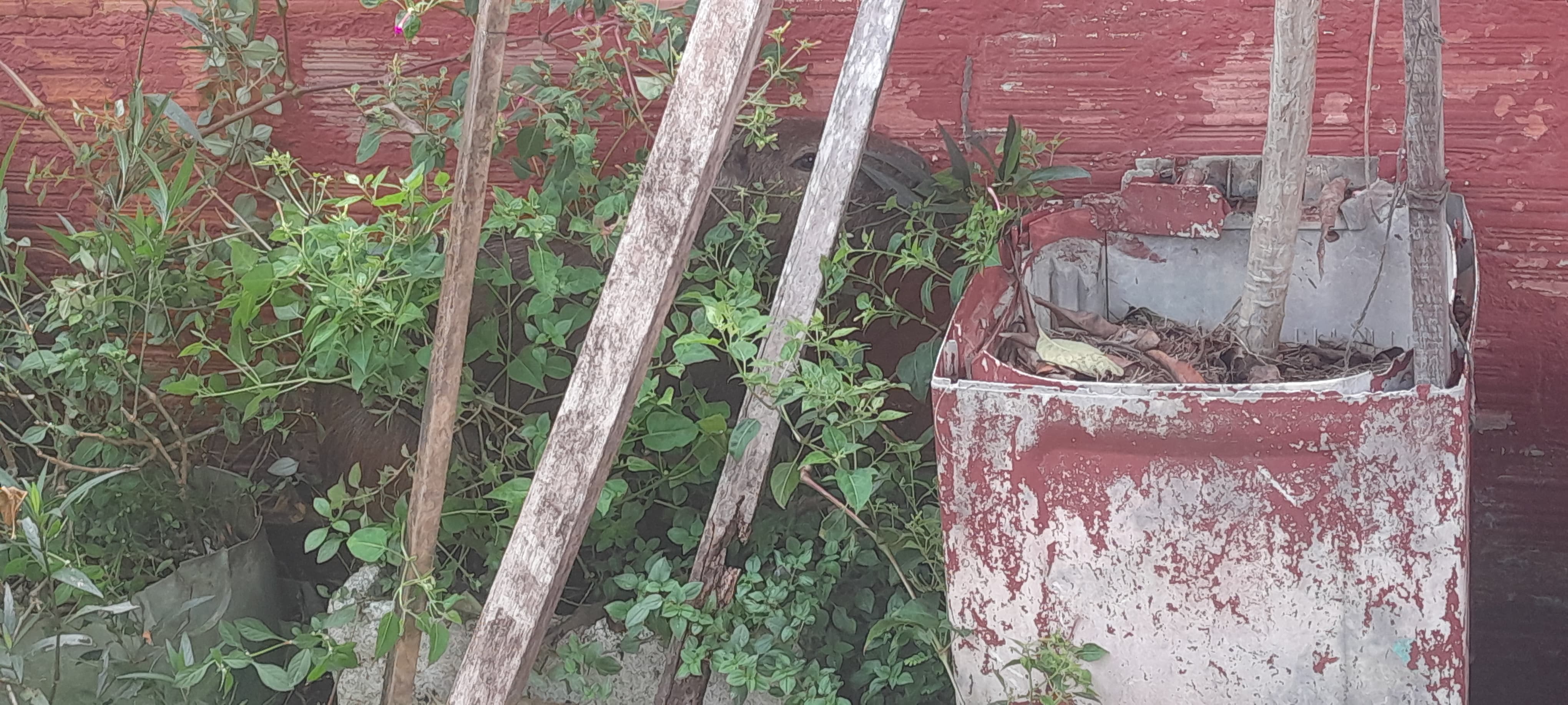 RATO GIGANTE: Capivara é flagrada no bairro Pantanal e atrai atenção de moradores