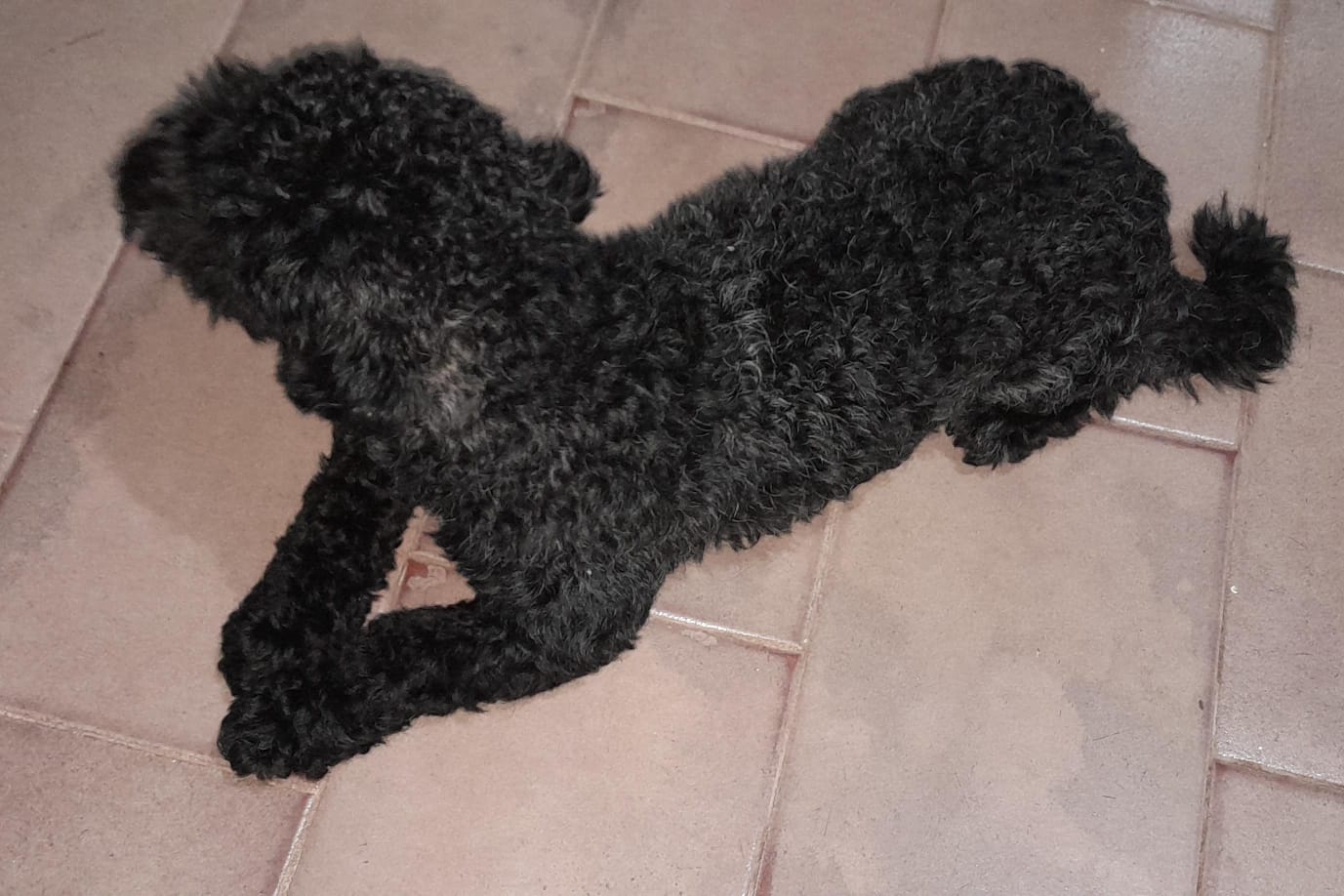 AU-AU: Internauta procura por tutor de poodle encontrado no Centro
