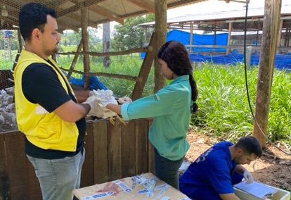 PREVENÇÃO: Vigilância contra gripe aviária e doença de Newcastle é mantida pela Idaron