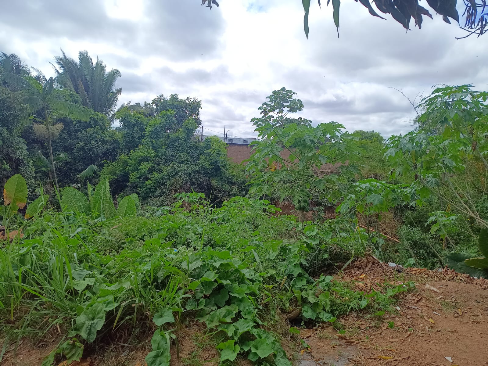 PEDIDO DE PROVIDÊNCIA: Morador do bairro Floresta pede limpeza de área com bueiro