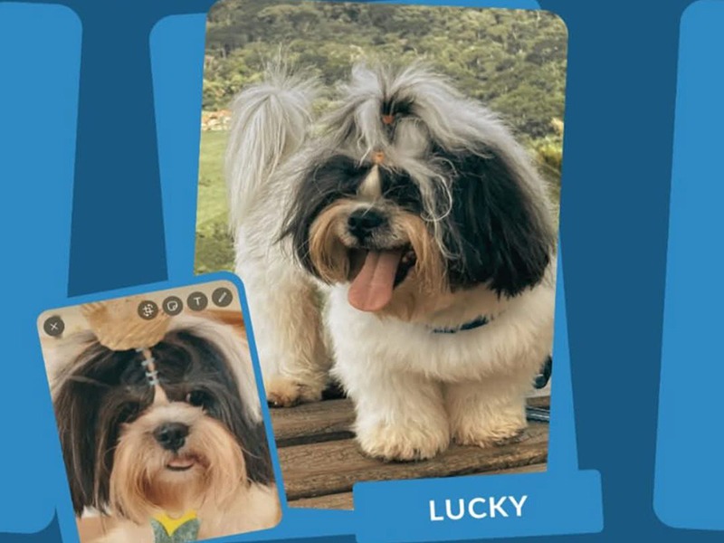 AJUDA: Cachorro ‘Lucky’ foi furtado, imagens mostram duas pessoas o levando