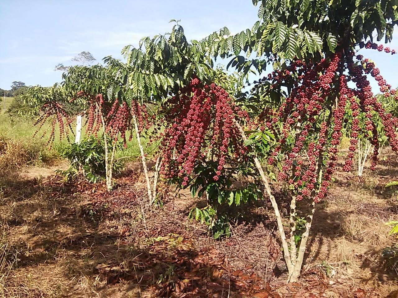 PREVENÇÃO: Trabalho garante proteção das lavouras de café em Rondônia