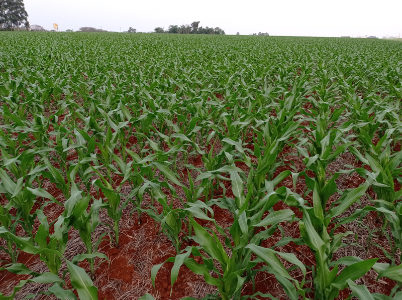 ANÚNCIO: Conab anuncia que safra de grãos em RO será de quase 4 milhões de toneladas