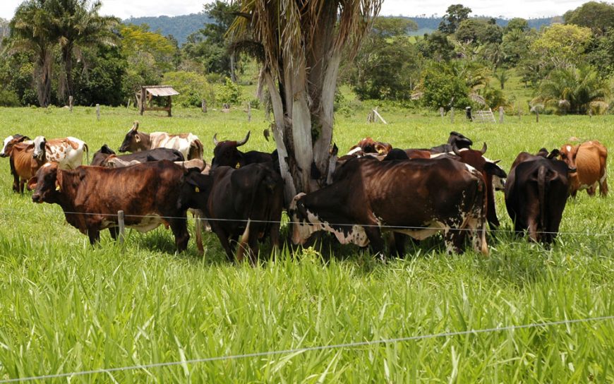 Pecuária leiteira ocupa um terço das propriedade rurais e mantém economia aquecida