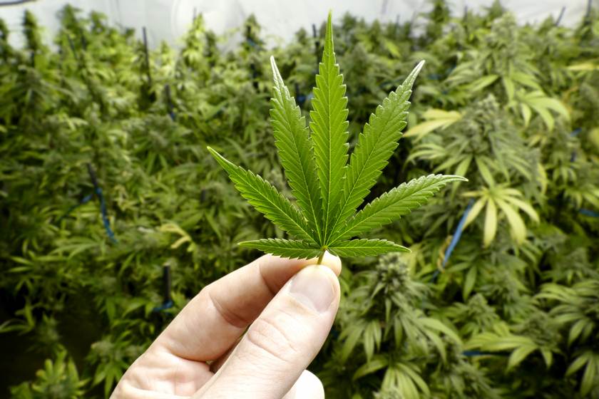 Anvisa coloca cultivo e uso medicinal da maconha em consulta pública