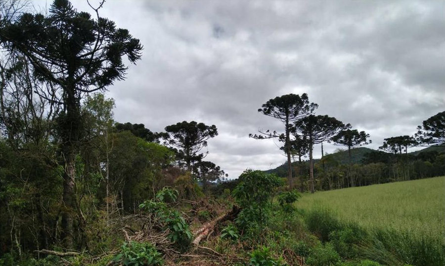 DESMATAMENTO:  Mata Atlântica perdeu 48,6 mil hectares em dez meses