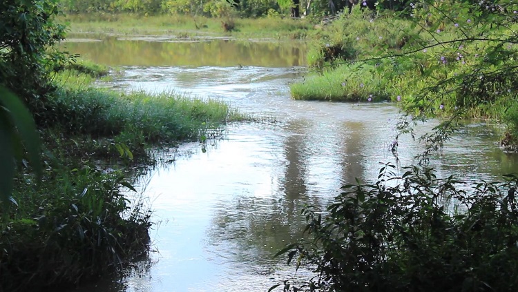 VERDE NA TELA: Mostra  de Cinema ambiental continua até esta sexta-feira